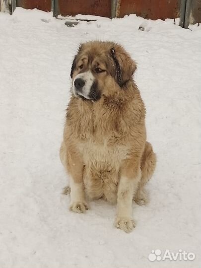 Щенки кавказской овчарки