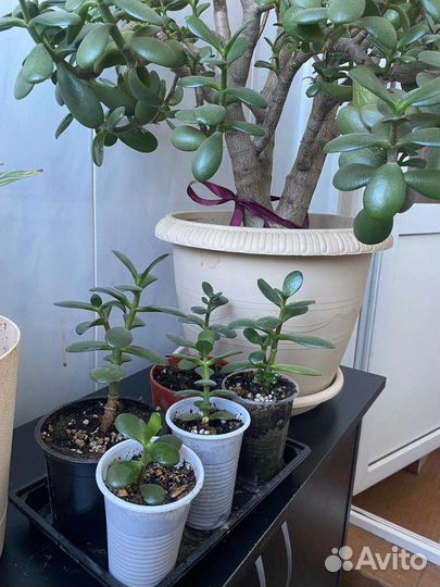 Комнатные цветы