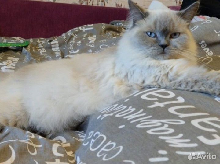 Продаются котята