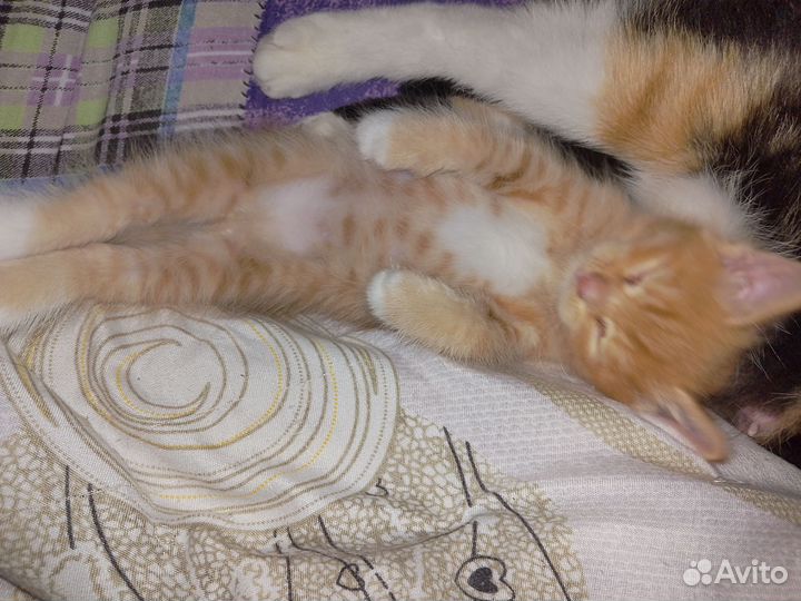 Котенок