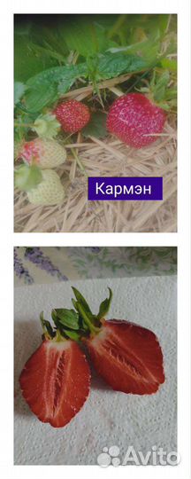 Рассада клубники