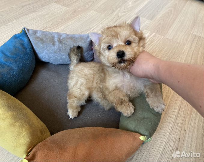 Золотой йорк голдаст девочка