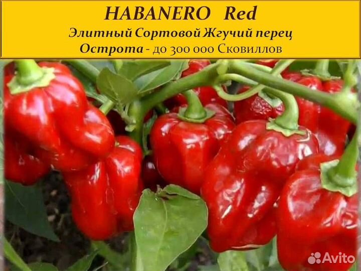 Семена Сортового Острого перца 15 сортов