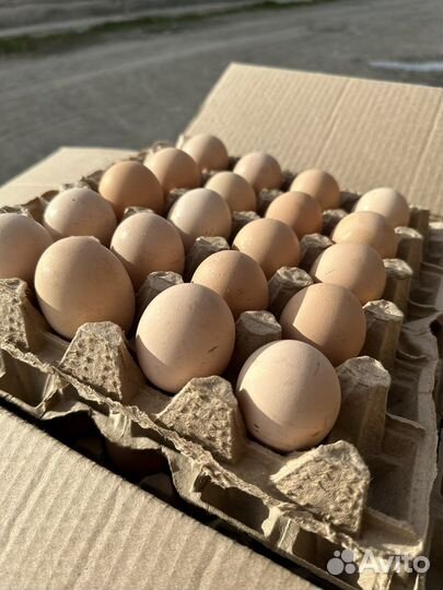 Яйца куриные оптом