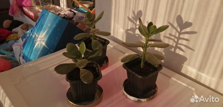 Крассула толстянка