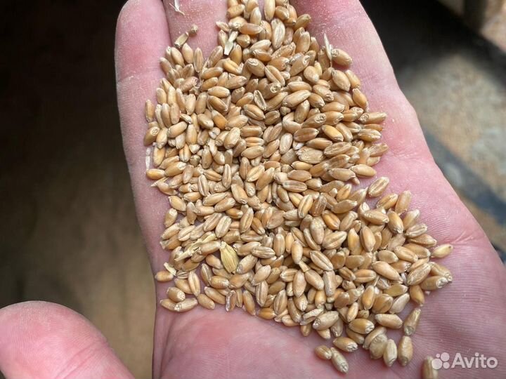 Зерно пшеница