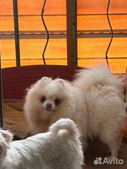 Две сестрёнки в поисках дома