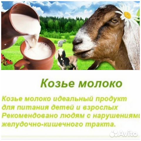 Козье молоко, йогурт,творог купить в Барнауле | Товары для дома и дачи ...