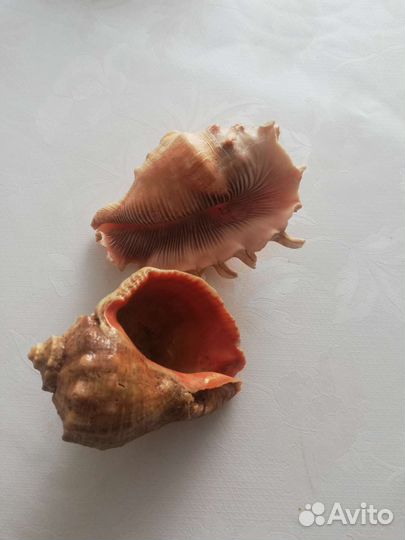 Морские ракушки раковины