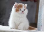 Британский котик красный ван