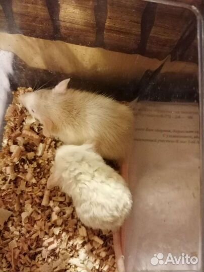 Крысята (рэкс, сфинкс, бурмиз, longhaer) дамбо