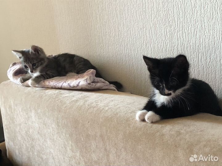 Отдам кошечек