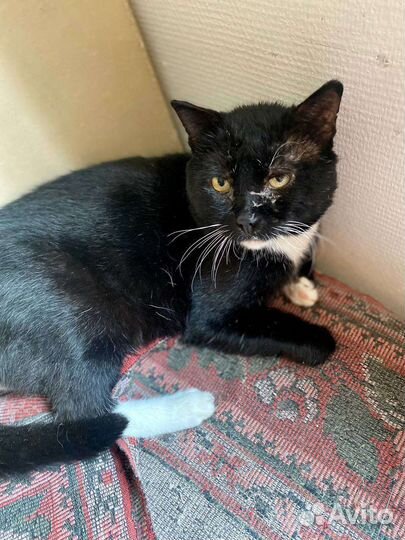 Кот Лучиано