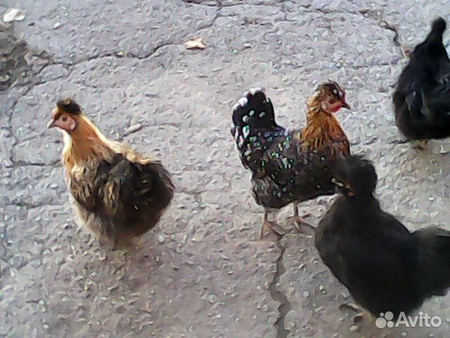 Декоративные курочки