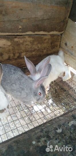 Прадаю кроликов есть самки и самцы