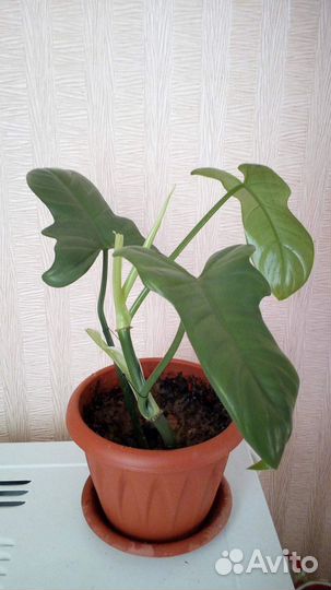 Филодендрон гитаровидный