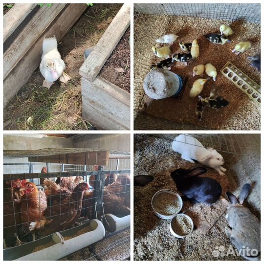 Куры несушки ломан браун