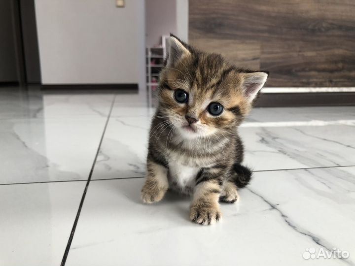 Шотландские котята