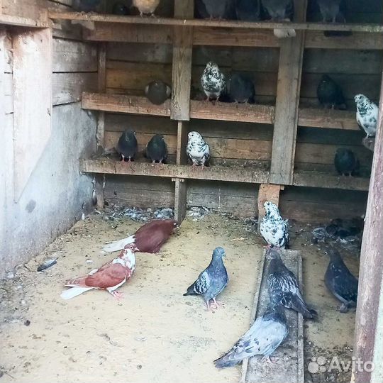 Продажа голубей
