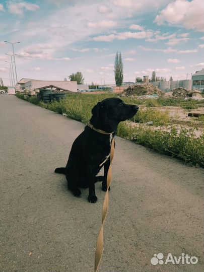 Лабрадор вязка кобель