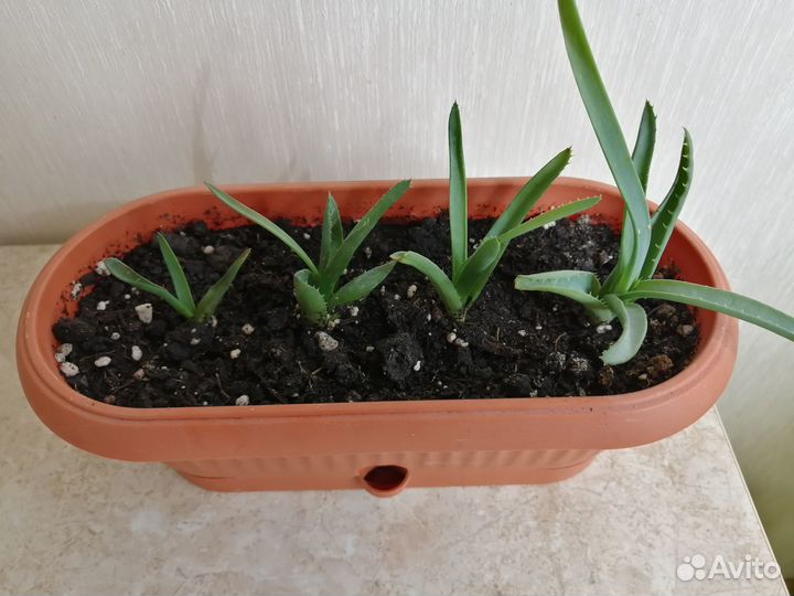 Алоэ вера семья