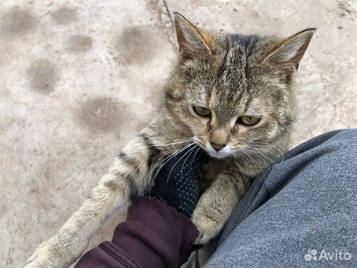 Кошка в добрые руки