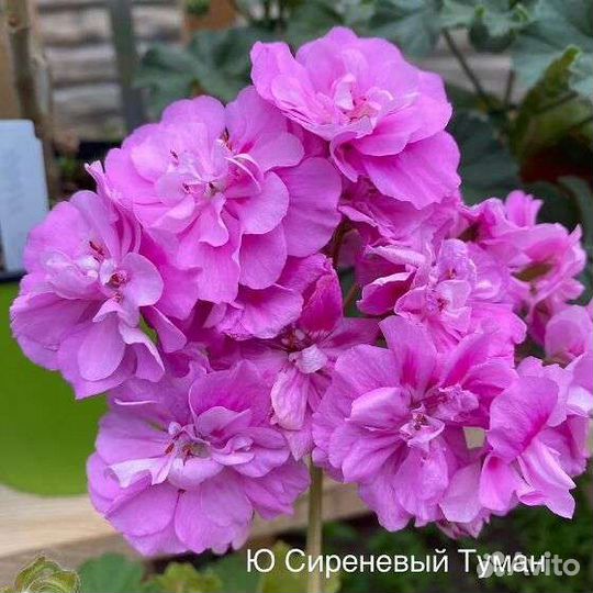 Пеларгония Ю Сиреневый туман