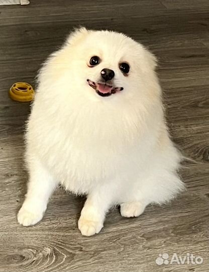 Померанский шпиц