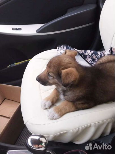 Щенок мальчик