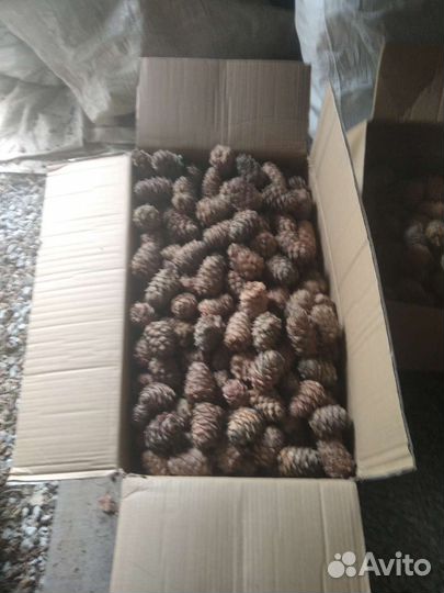 Шишки для поделок