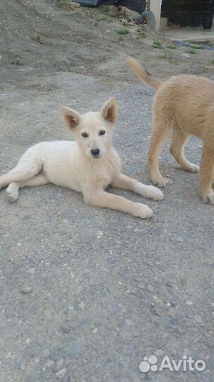 Домашние животные собаки бесплатно