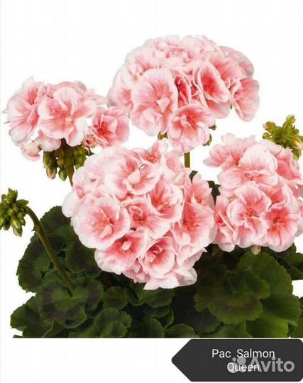 Укорененные черенки сортовых пеларгоний