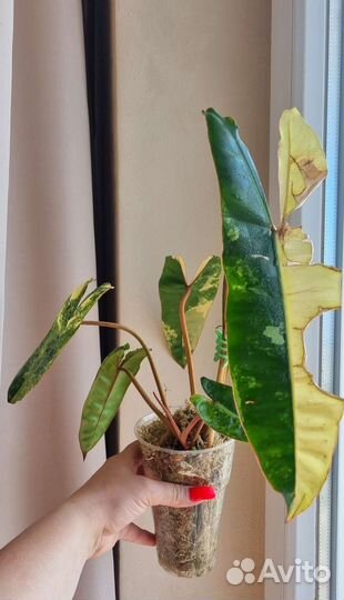 Филодендрон биллитау вариегатный