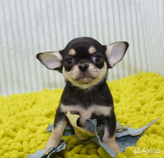Щенки чихуахуа беби фейс мальчики и девочки