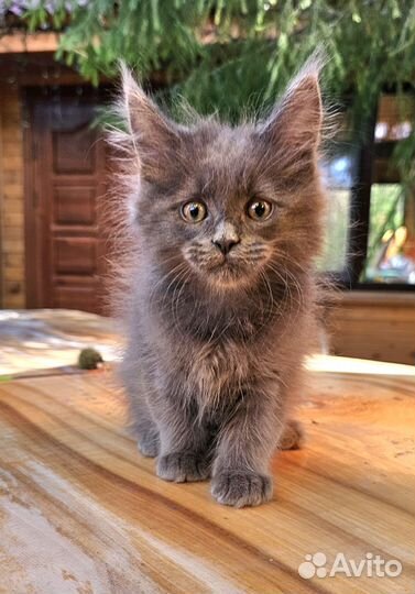 Котята мейн-кун девочки