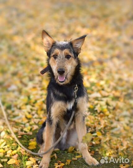 Необычный парень Джой