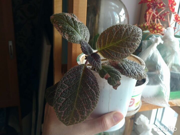 Эписции, корелия 50 р