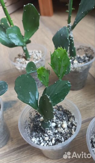 Кактус опунция