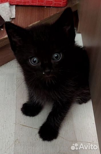 Котята в дар бесплатно