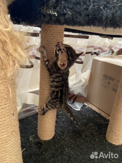 Бенгальские котята