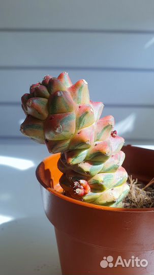 Суккуленты в ассортименте
