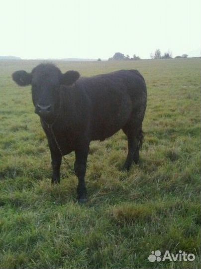 Корова стельная дойная