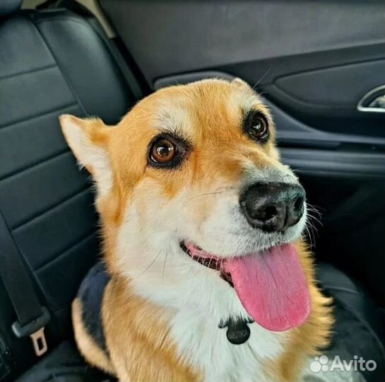 Зоотакси, передержка животных