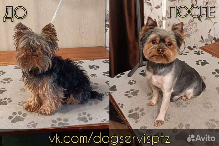 Стрижка собак