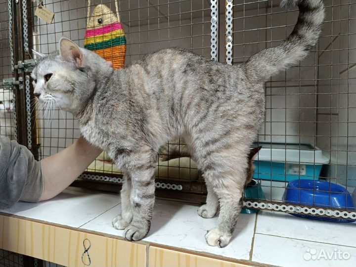 Котик Михалыч в добрые руки