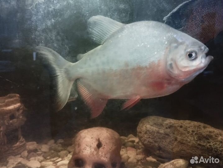 Аквариумные рыбки