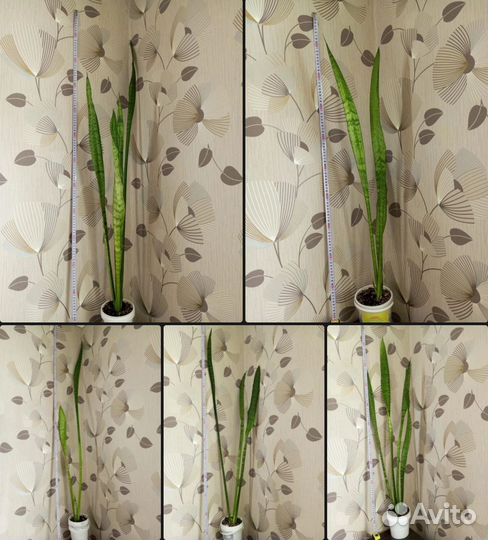 Комнатные растения / цветы #1