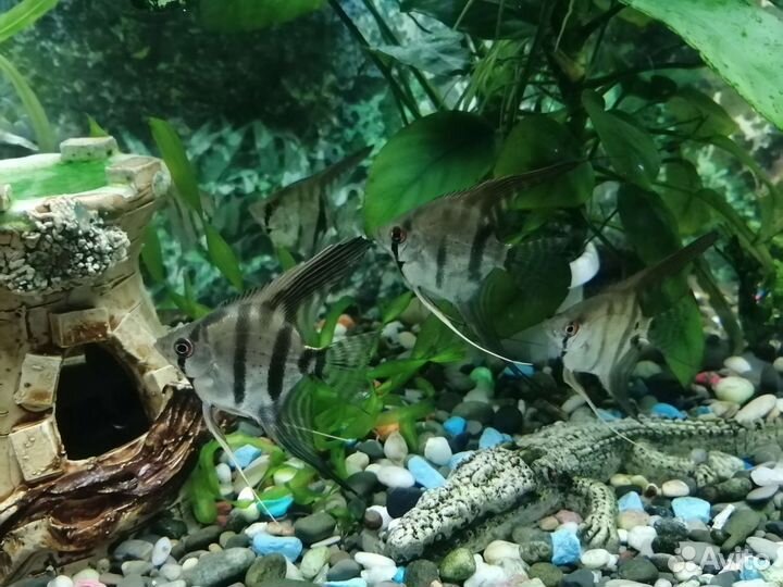 Рыбки скалярии