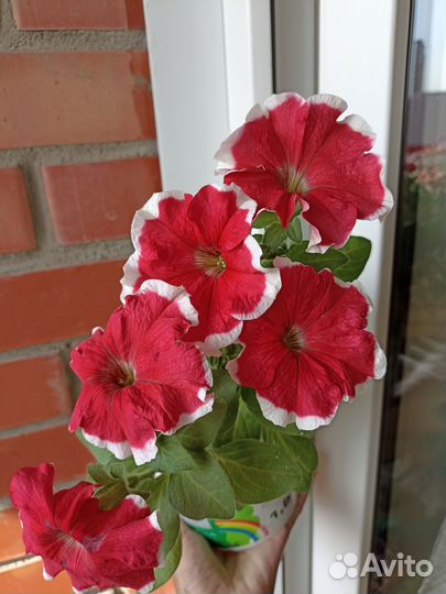 Петуния с фото 14.06.24 в подарок бархатцы