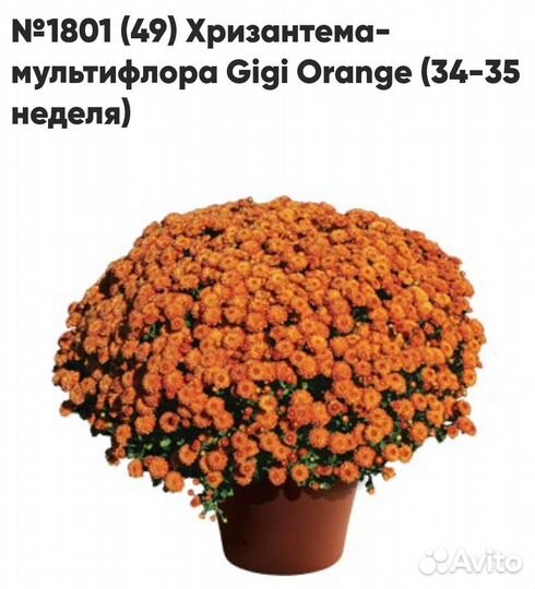 Мультифлора 2